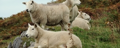 032 Durness Sheep