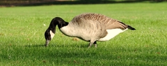 045 Geese