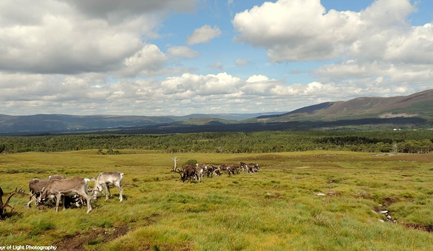 040 Reindeer Grazing