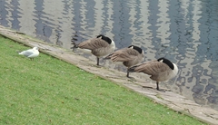 051 Geese