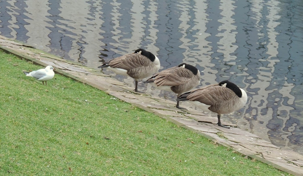 051 Geese