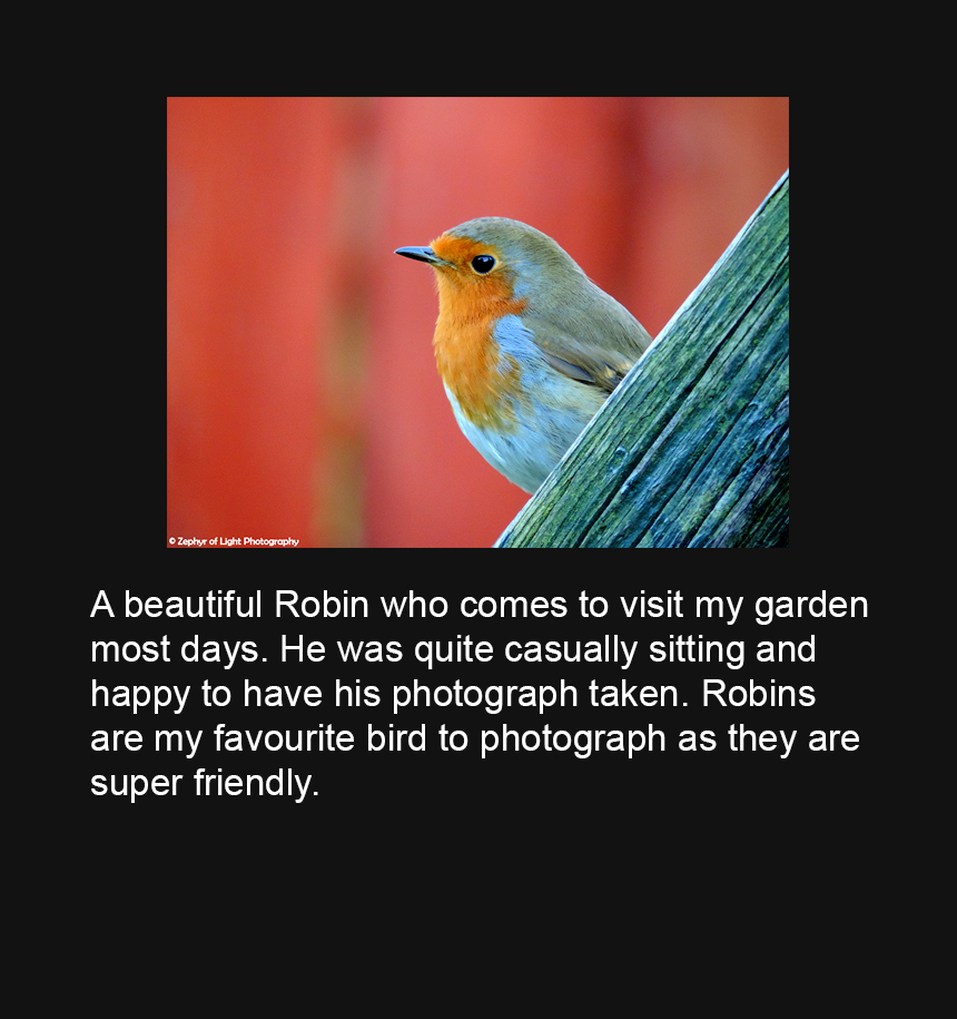 0126 Robin